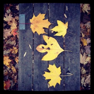Yellow_Leaves